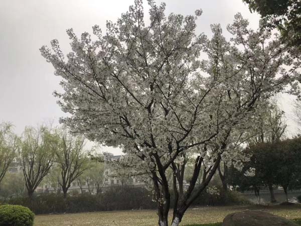 深圳知名刑事律師為您講解鑒定意見排除規則的認定